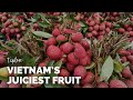 Lychee A Sweet Tropical Delight You Need To Know Lychee A Sweet Tropical Delight You Need To Know