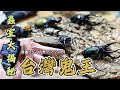 【台灣鬼王-藏極詠歌蟲室參訪】台灣之光鬼艷鍬形蟲以及牠的出處!【昆蟲LIGHT秀 EP.2(上集)】|衝山蛇What The Sssnake! —— 台灣昆蟲系列