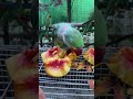 Hungry Alexandrine Parrot 🥰 #shorts #parrot #viral