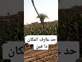 احتفال فرحة ضرب نار الصعيد 