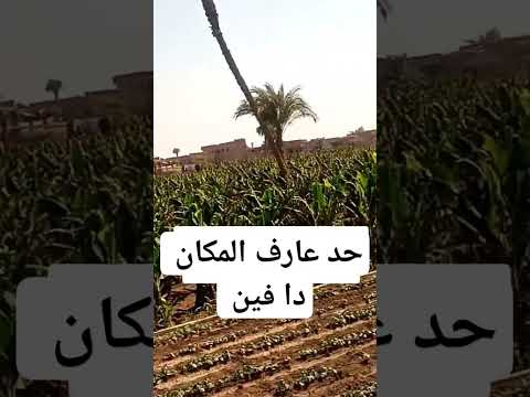 احتفال فرحة ضرب نار الصعيد 