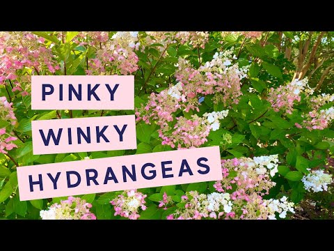 Pinky Winky Hydrangea Garden Tour