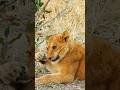 Lion cub chewing tree branch #lion #shorts