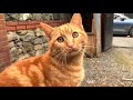 Ginger kitten is very affectionate and playful as always