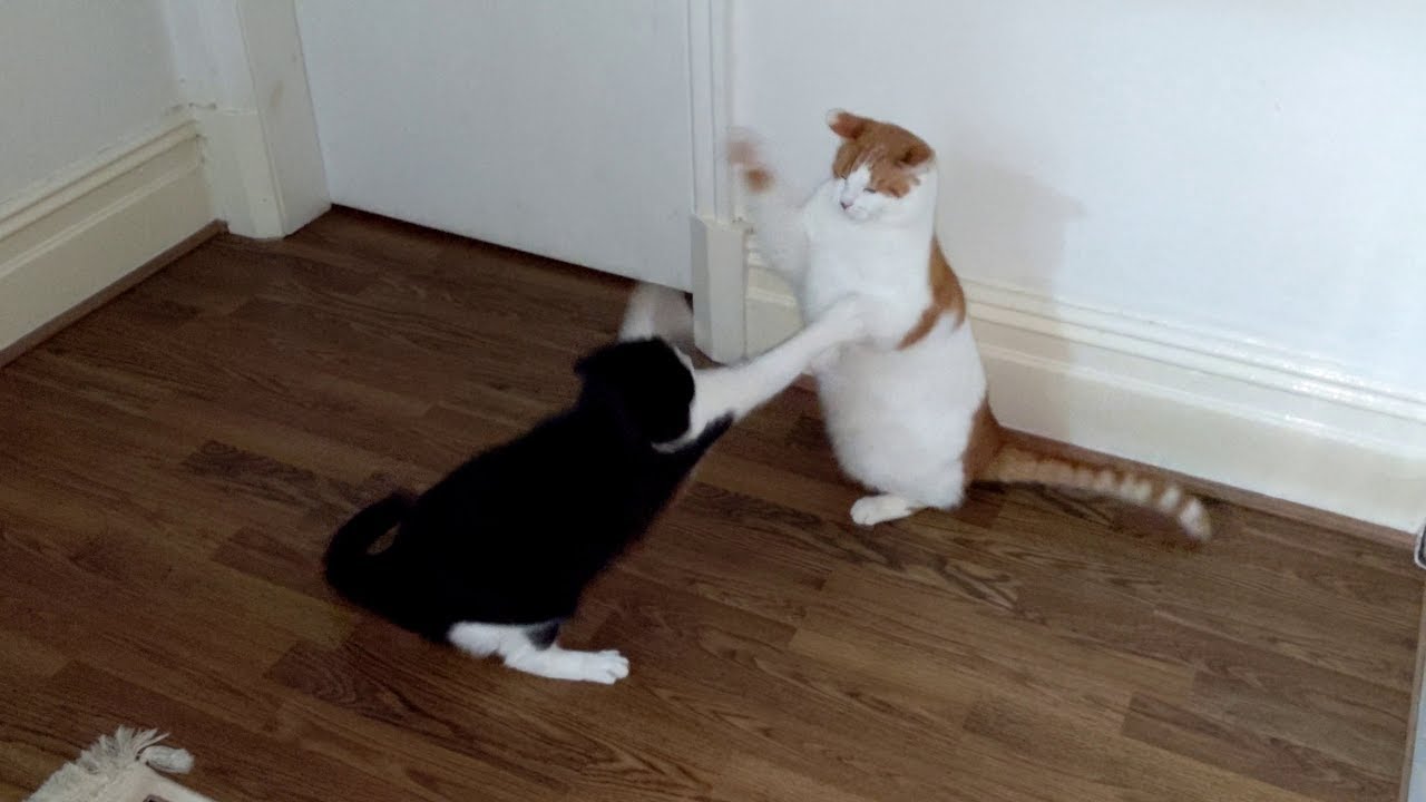 Cat Fight 4K YouTube