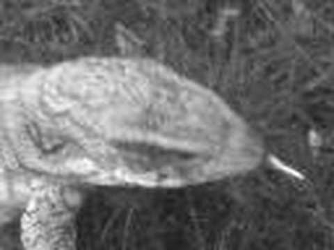 petco hours Monitor Lizard Eating Mice Outdoors