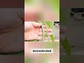 The plant that disciplined humanity 🫘🌱