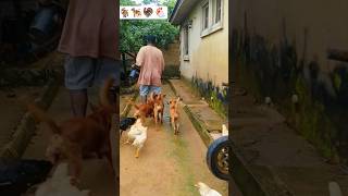 Family man #petshub #funny #petshorts #pets #petlovers #petlover #duet #comedy #petteezer #happypup