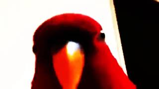 Красный попугай мем скорость 999x