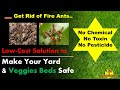 Get Rid of Fire Ants or Red Ants in your Yard or Veggies Beds - No Chemical, Toxin or Pesticide