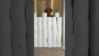 Can my golden retriever jump all the toilet paper challenge. #shorts #goldenretriever #challenge ￼￼