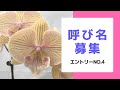 【公募】胡蝶蘭の呼び名募集「エントリーNo.4」