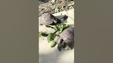 Watch This Hungry Turtle GO OFF! 😂 #turtle #turtlewatching #cuteanimal