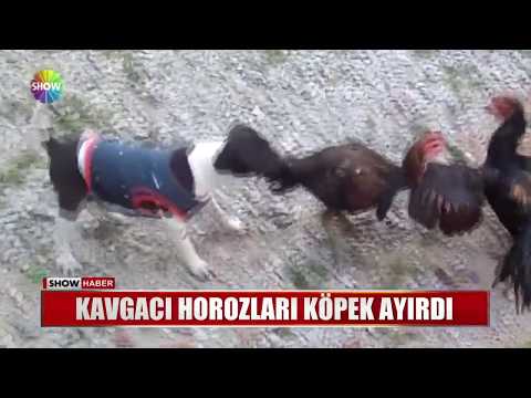 Kavgacı horozları köpek ayırdı