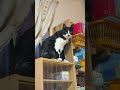 4874 目をつぶって🐱チャー