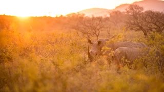 Rhino poaching: Going straight to the source Rhino poaching: Going straight to the source
