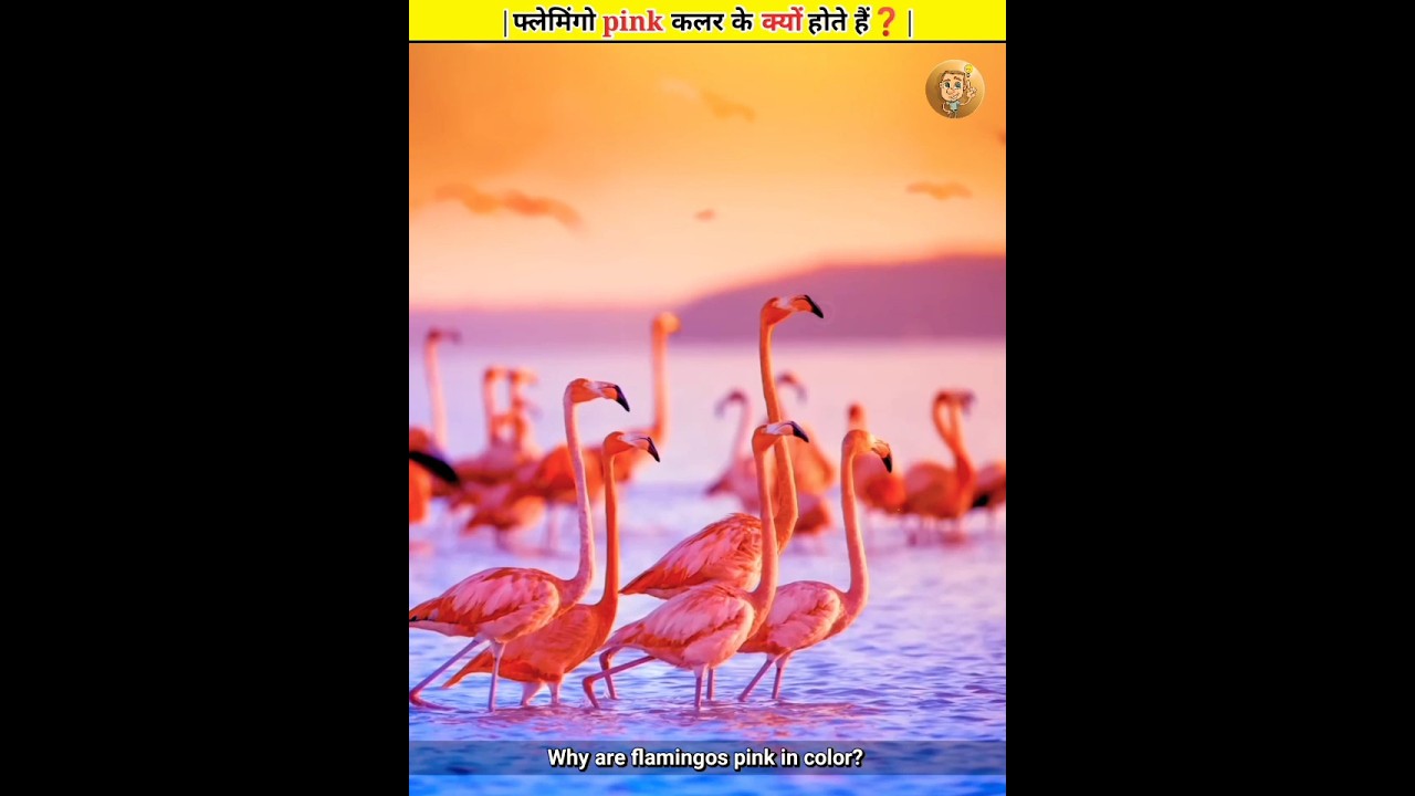 Why Flamingos Are Pink In Colour? | 