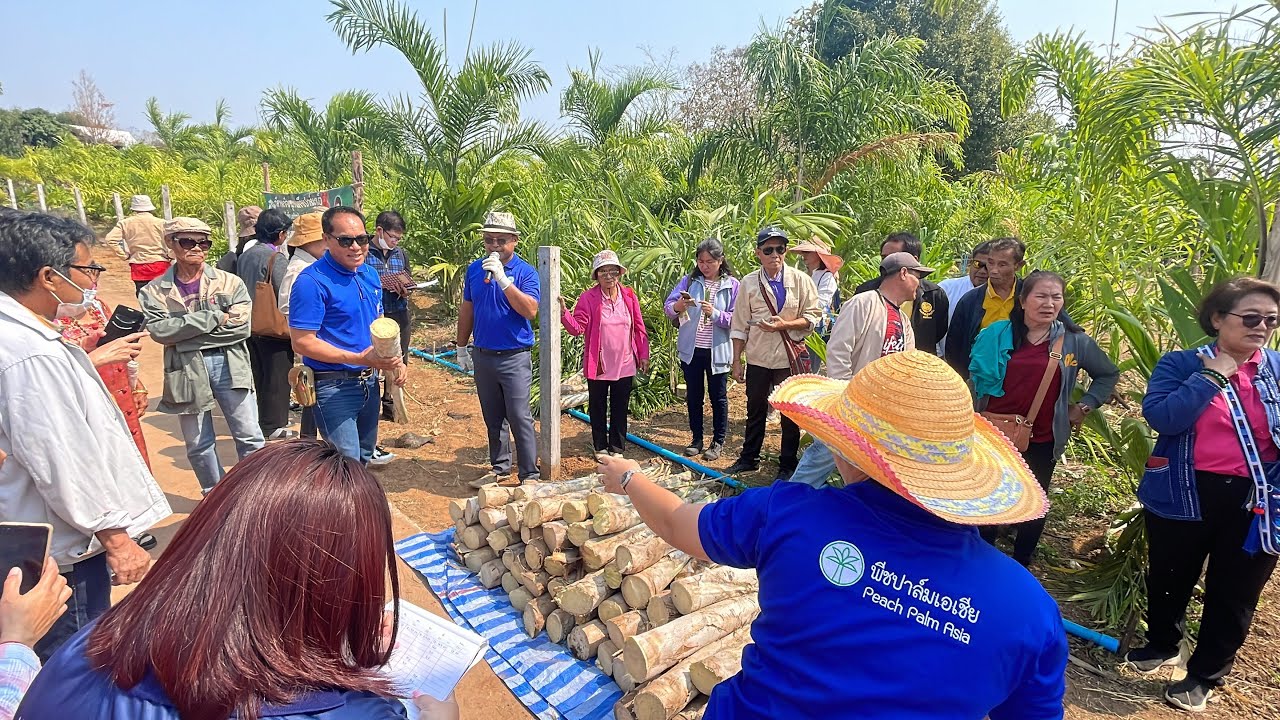 ซื้อยอดพีชปาล์ม ภูเรือ พี่อุ๋มพี่โอเล่