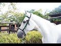 Jáquima Atlas - Herramientas para el entrenamiento de #caballos