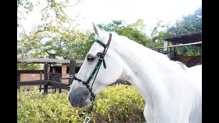 Jáquima Atlas - Herramientas para el entrenamiento de #caballos