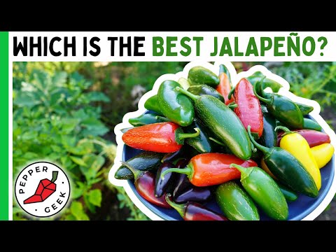 Video: Jalapeño Corking – Tipy pro sklizeň Jalapeños