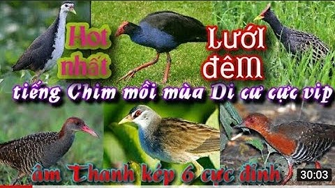 Tổng hợp tiếng chim bẫy lưới đêm mới nhất 2021 | Cúm núm, rẽ giun, quốc, chằng nghịch, nhát hoa, cò