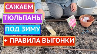картинка: КАК ПРАВИЛЬНО ПОСАДИТЬ ТЮЛЬПАНЫ ПОД ЗИМУ И СБЕРЕЧЬ ИХ ОТ МЫШЕЙ!