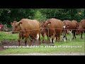 German Red Cattle/ Angler Image film english