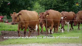 German Red Cattle/ Angler Image film english