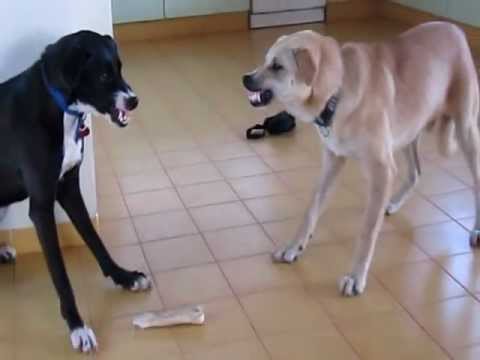 Dog VS. other Dog (My two dogs fighting over a bone)