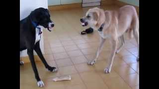 Dog VS. other Dog (My two dogs fighting over a bone)