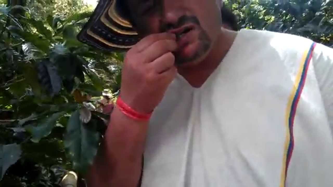 El Cafetero Colombia coffee plants Live giovanni