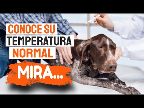 🐶🌡CUÁL Es La TEMPERATURA Normal De Tu PERRO hqdefault