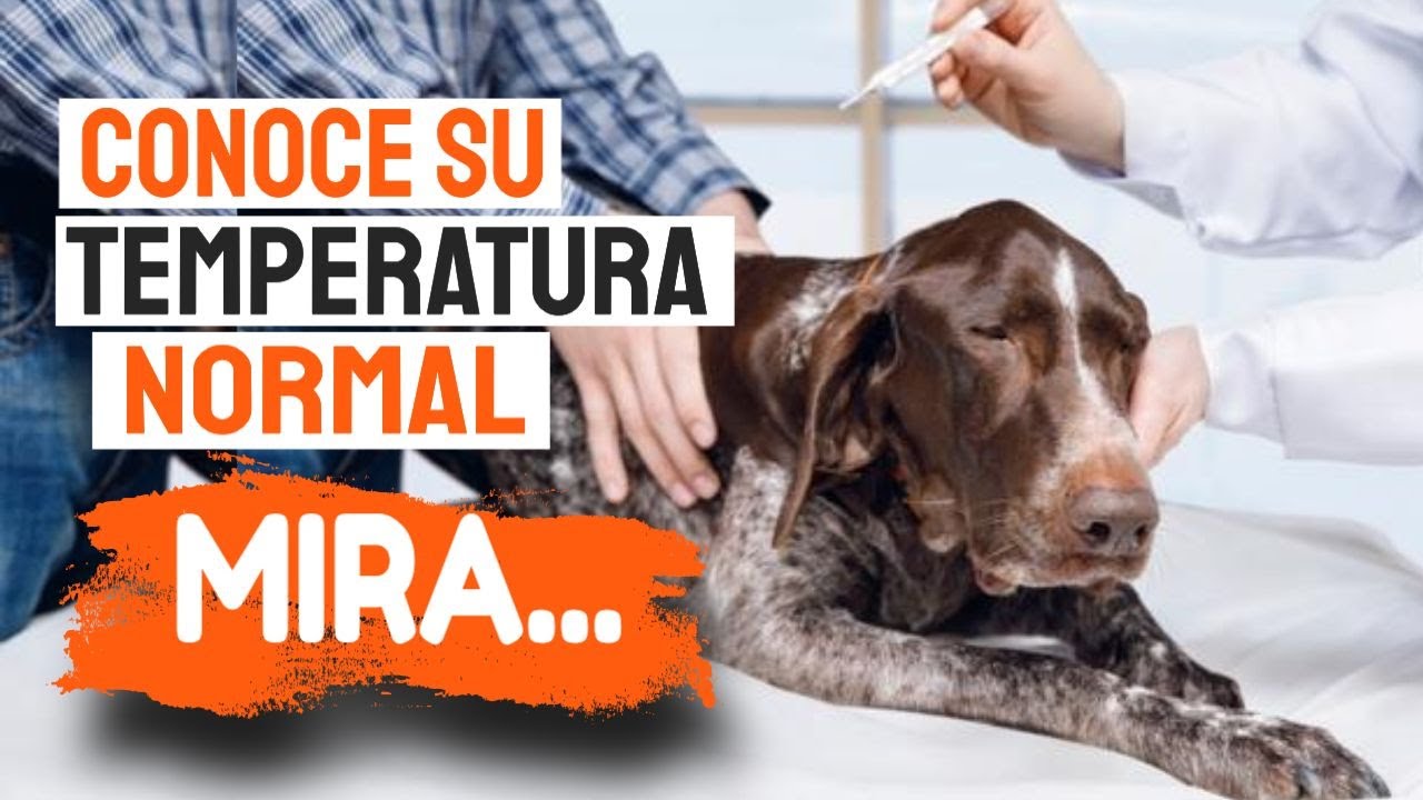 🐶🌡CUÁL Es La TEMPERATURA Normal De Tu PERRO YouTube 🐶🌡CUÁL Es La TEMPERATURA Normal De Tu PERRO YouTube