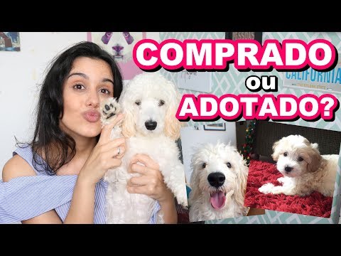 Vídeo: Como Nomear Um Poodle