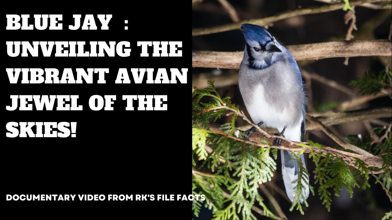 Blue Jay: Unveiling the Vibrant Avian Jewel of the Skies! - YouTube