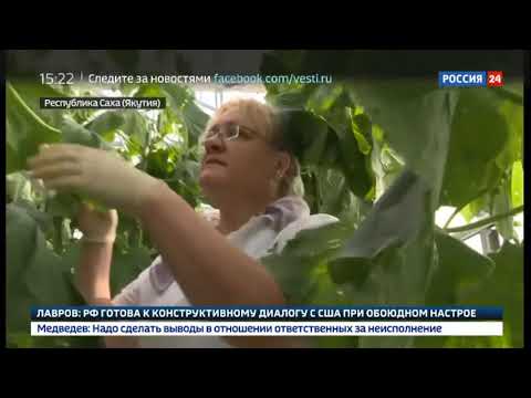Смотреть фото В Якутии открыли вторую очередь круглогодичных теплиц Саюри Россия 24 новости Россия Смотреть фото В Якутии открыли вторую очередь круглогодичных теплиц Саюри Россия 24 новости Россия