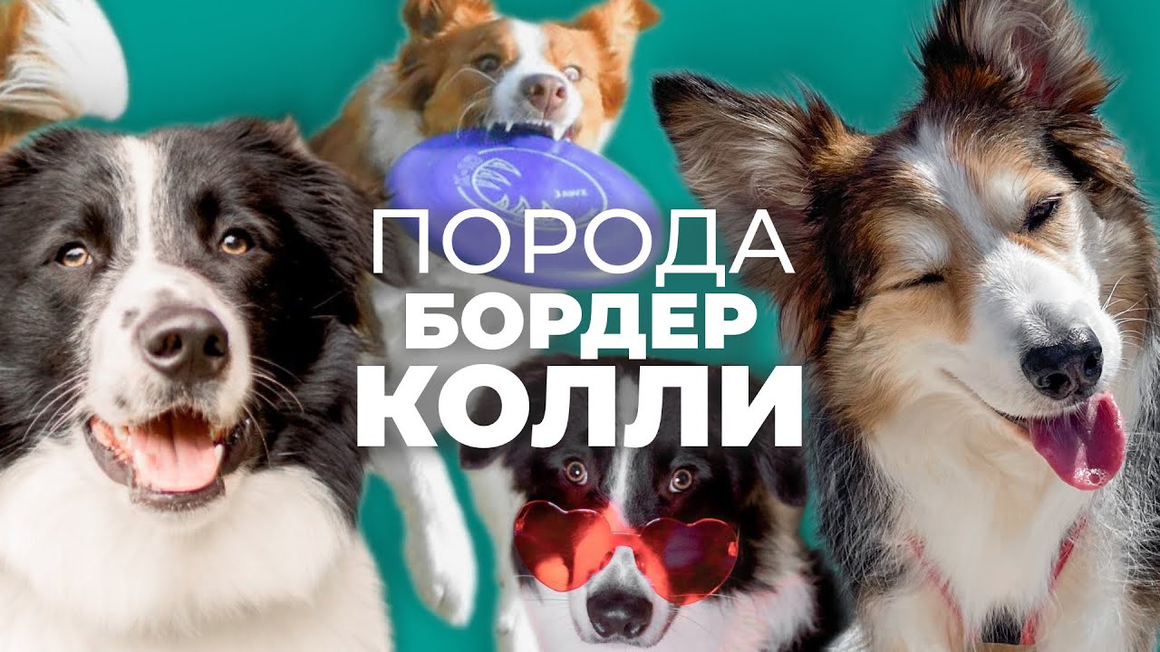 Бордер-колли 🐾 Плюсы и минусы породы, стоит ли заводить