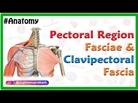 וִידֵאוֹ: האם fascia clavipectoral היא עמוקה?