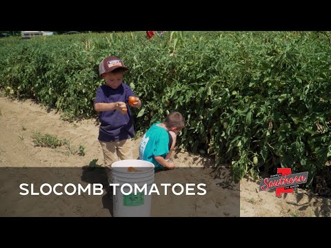 Show 816C Slocomb Tomatoes