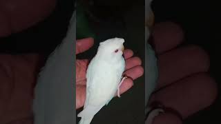 birds sounds #shorts#birds #viral #shortsfeed #youtubeshorts #parrots #budgies #pets #ytshorts