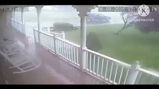 Trees falling compilation #5