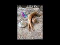 What you NEED to know about this cat interactive toy