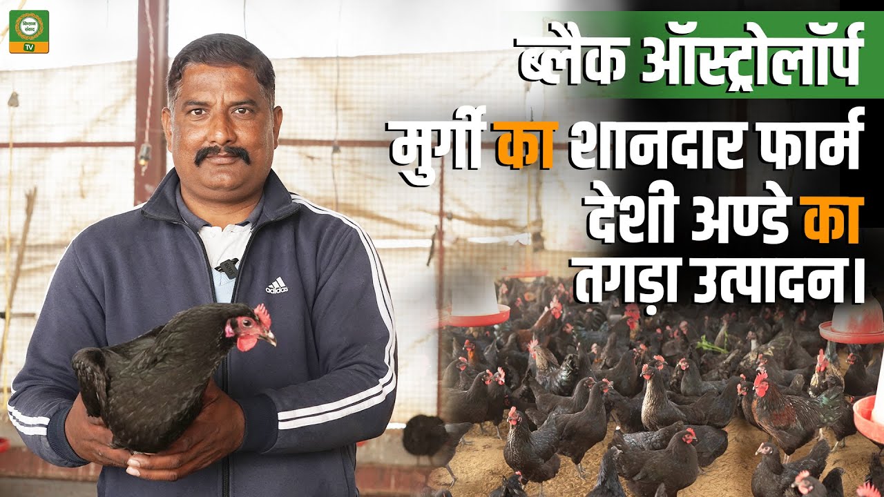ब्लैक ऑस्ट्रोलॉर्प मुर्गी का शानदार फार्म | देसी अंडे का जबरदस्त उत्पादन | Poultry Farming