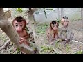 Amazing the baby mobi monkeys development condition is getting better
