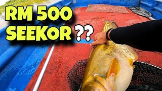 Harga Ikan Ini Seekor RM500⁉