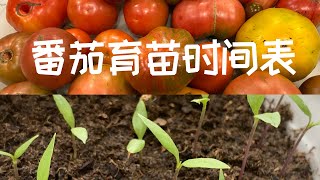 【番茄育苗时间表】开始第一批西红柿育苗｜分享今年要种的品种（大量传家宝品种）｜Starting Tomato Seeds Indoors