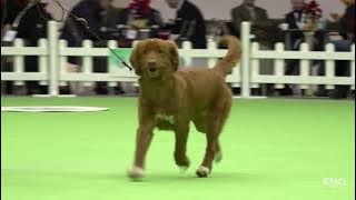 Enci Winner 2022 -  Baby Sabato