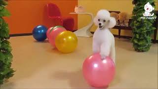 dog training methods - dog training methods help teach robots to learn new tricks