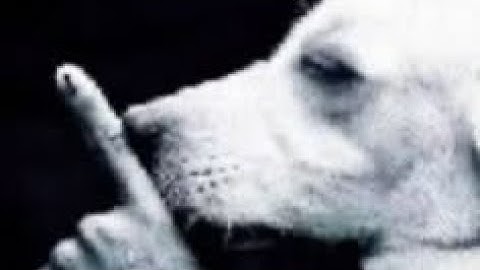 TøandbægussMusic - Ladies and Alcohol (Official Music Video)